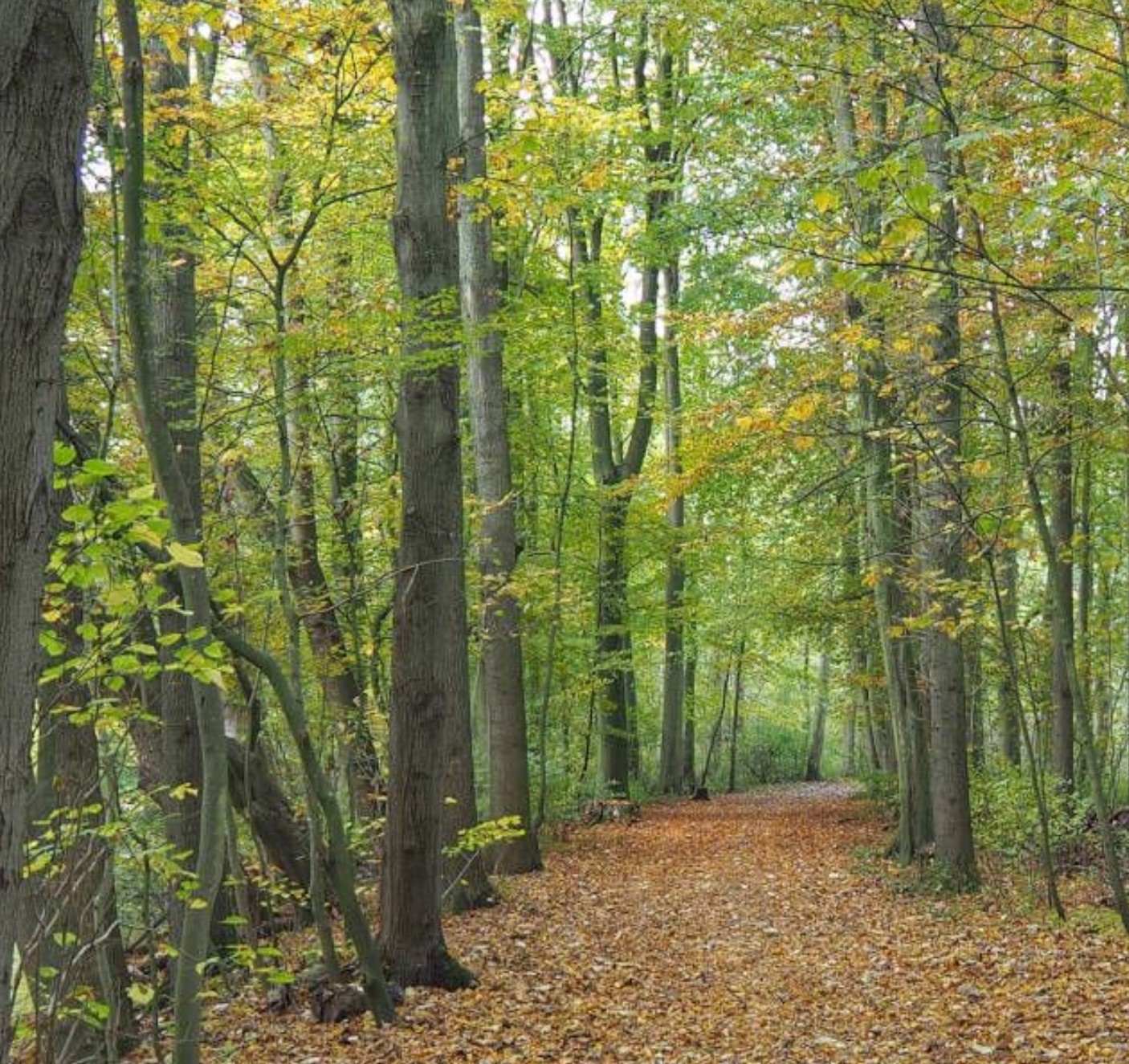 buiten coaching in het Amsterdamse bos