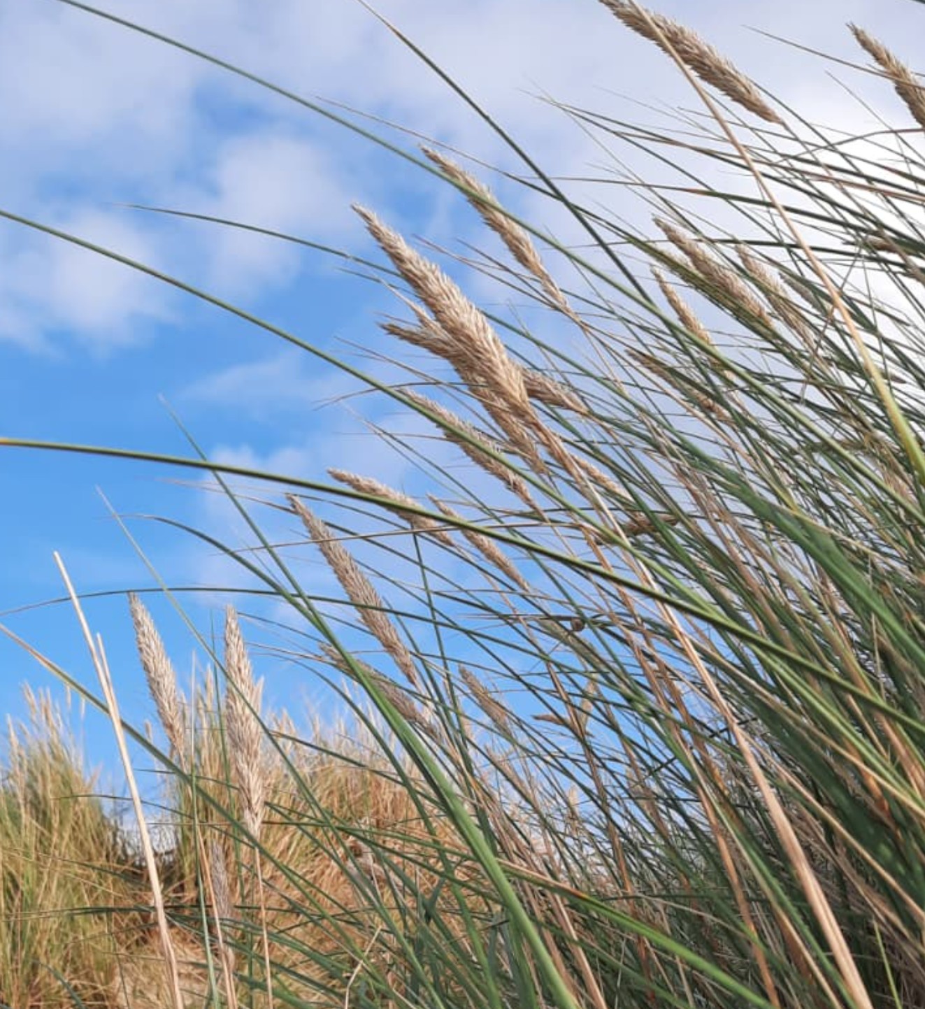 Duinlandschap met gras dat beweegt in de wind