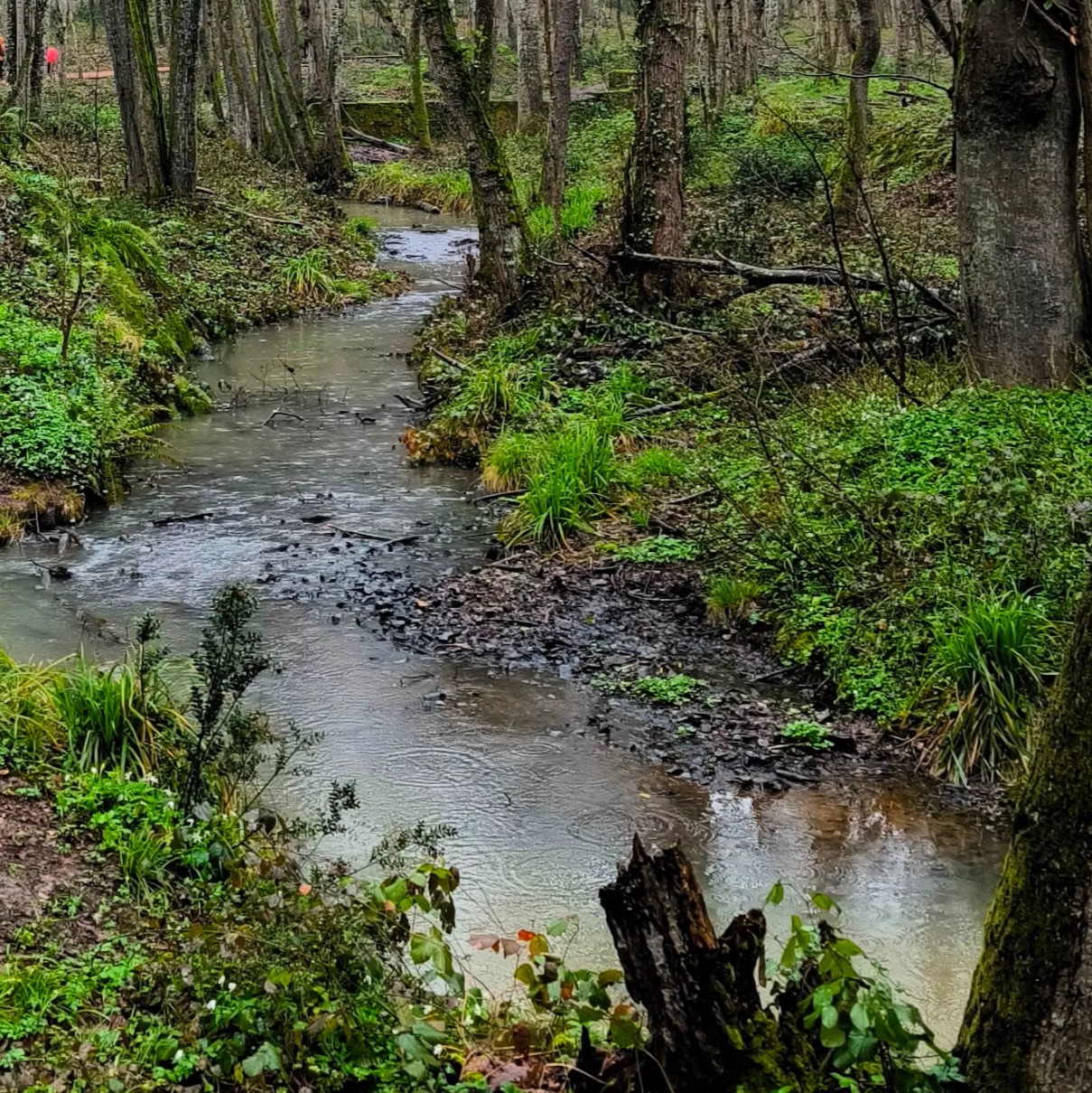 Kronkelende beek in een groen bos